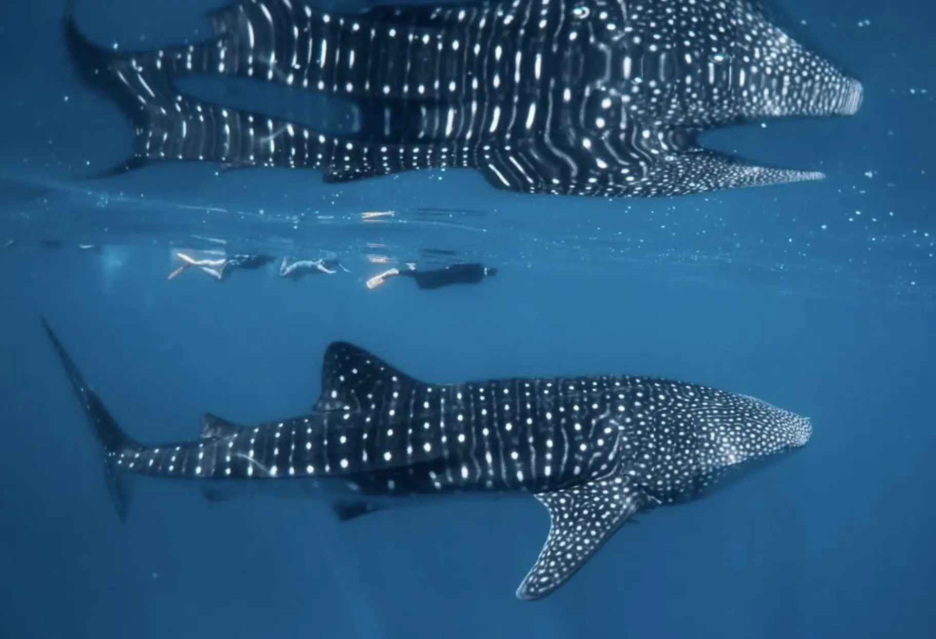 whale shark tours Exmouth