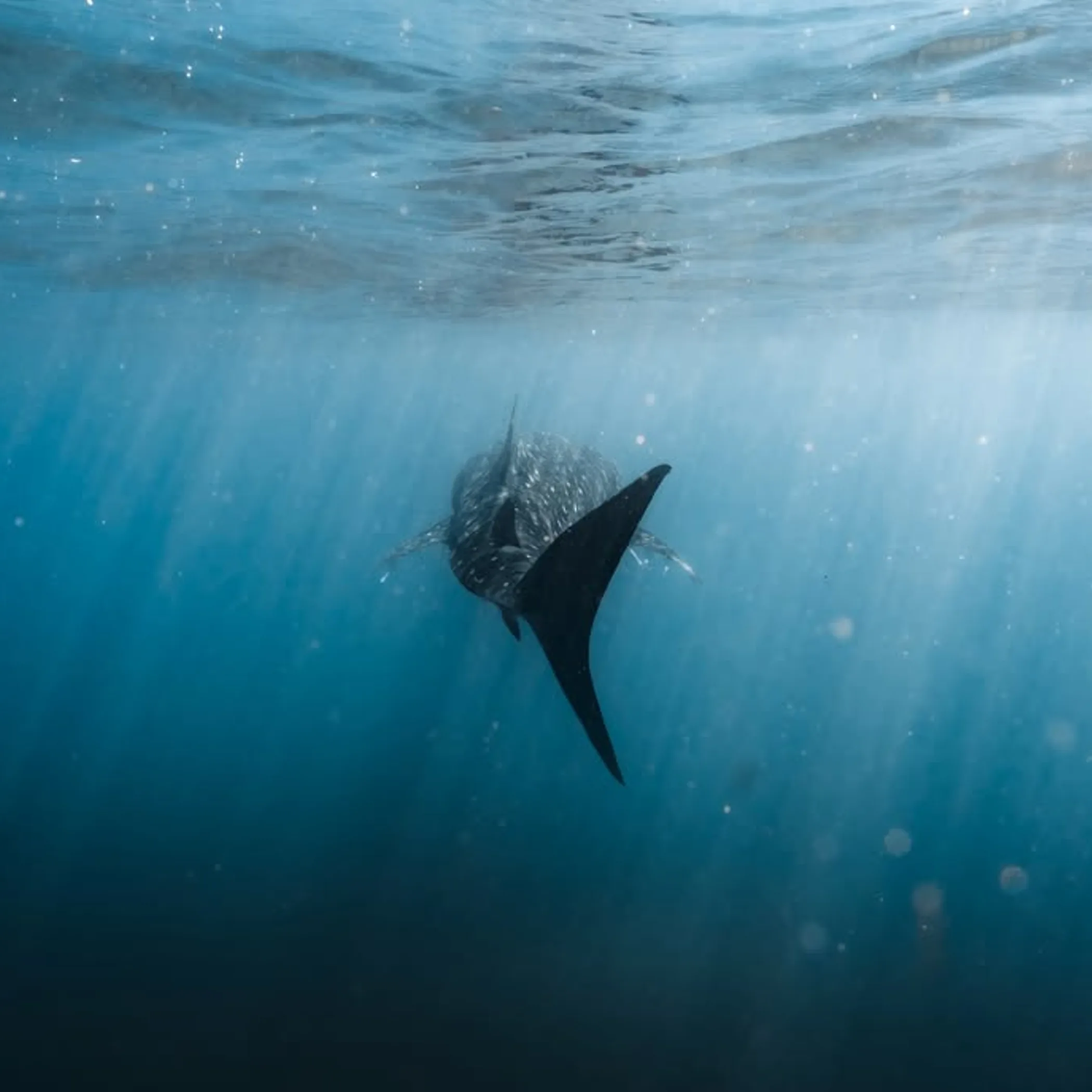 underwater marine life at ningaloo reef
