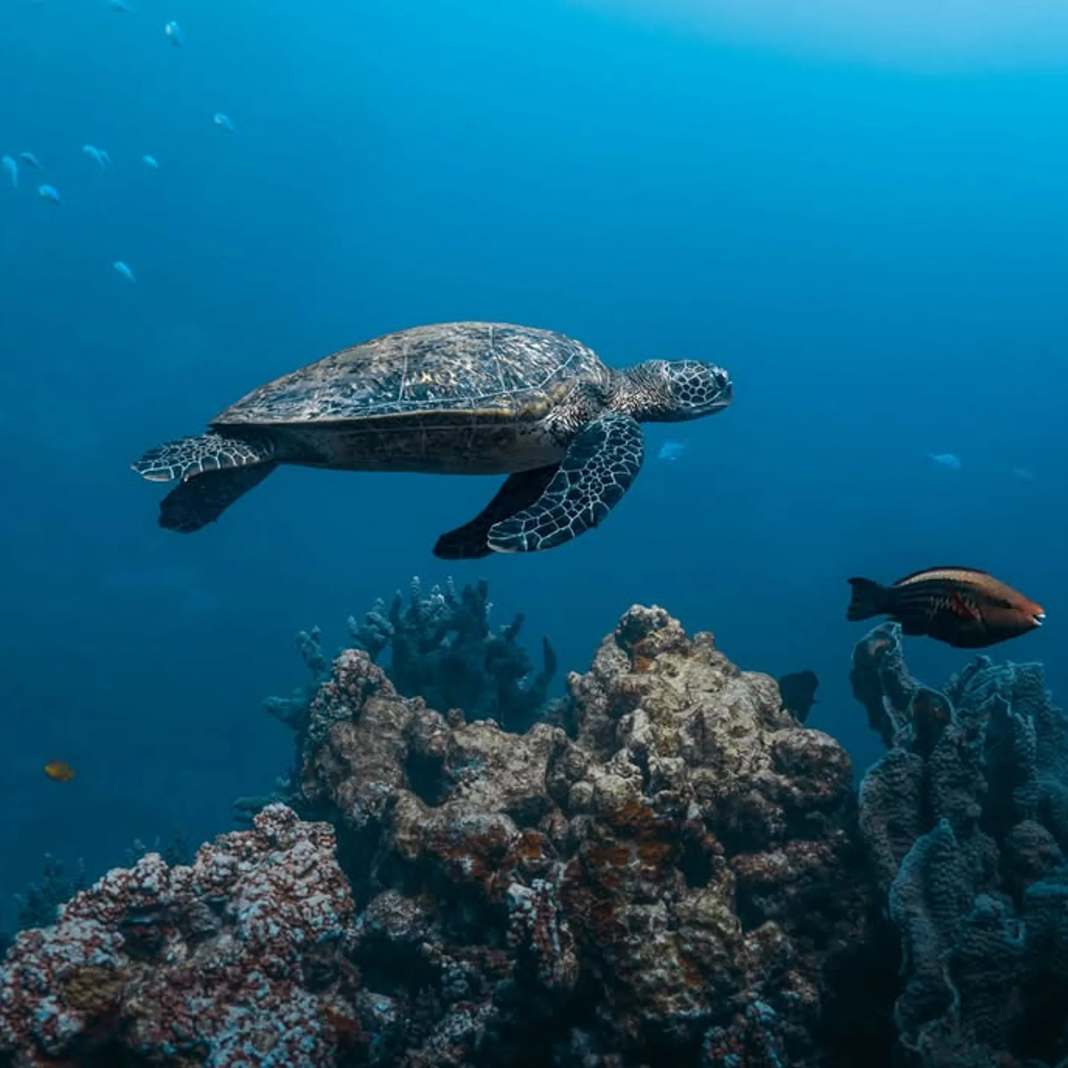 underwater coral reef with marine life