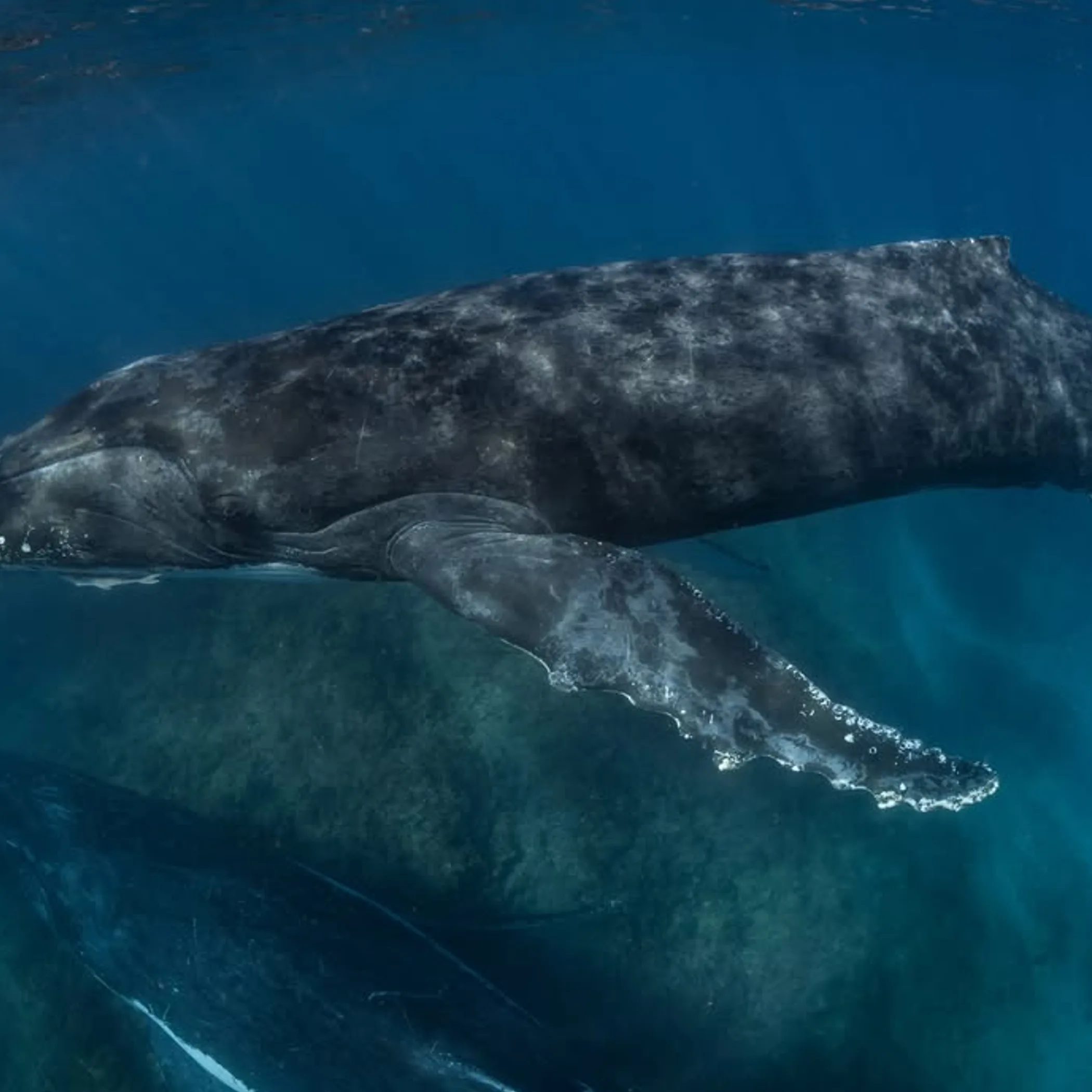 humpback whales swimming underwater