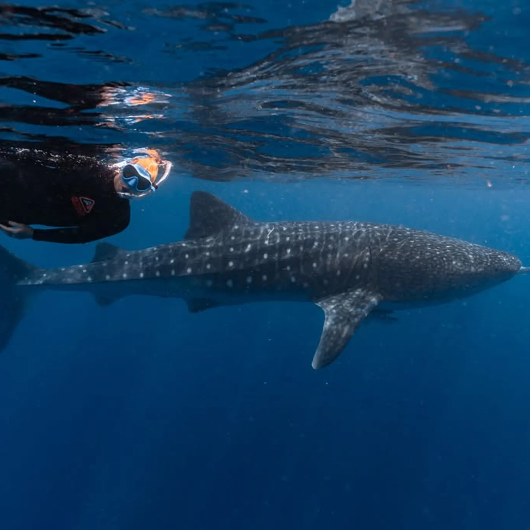 clear underwater view of ningaloo marine life