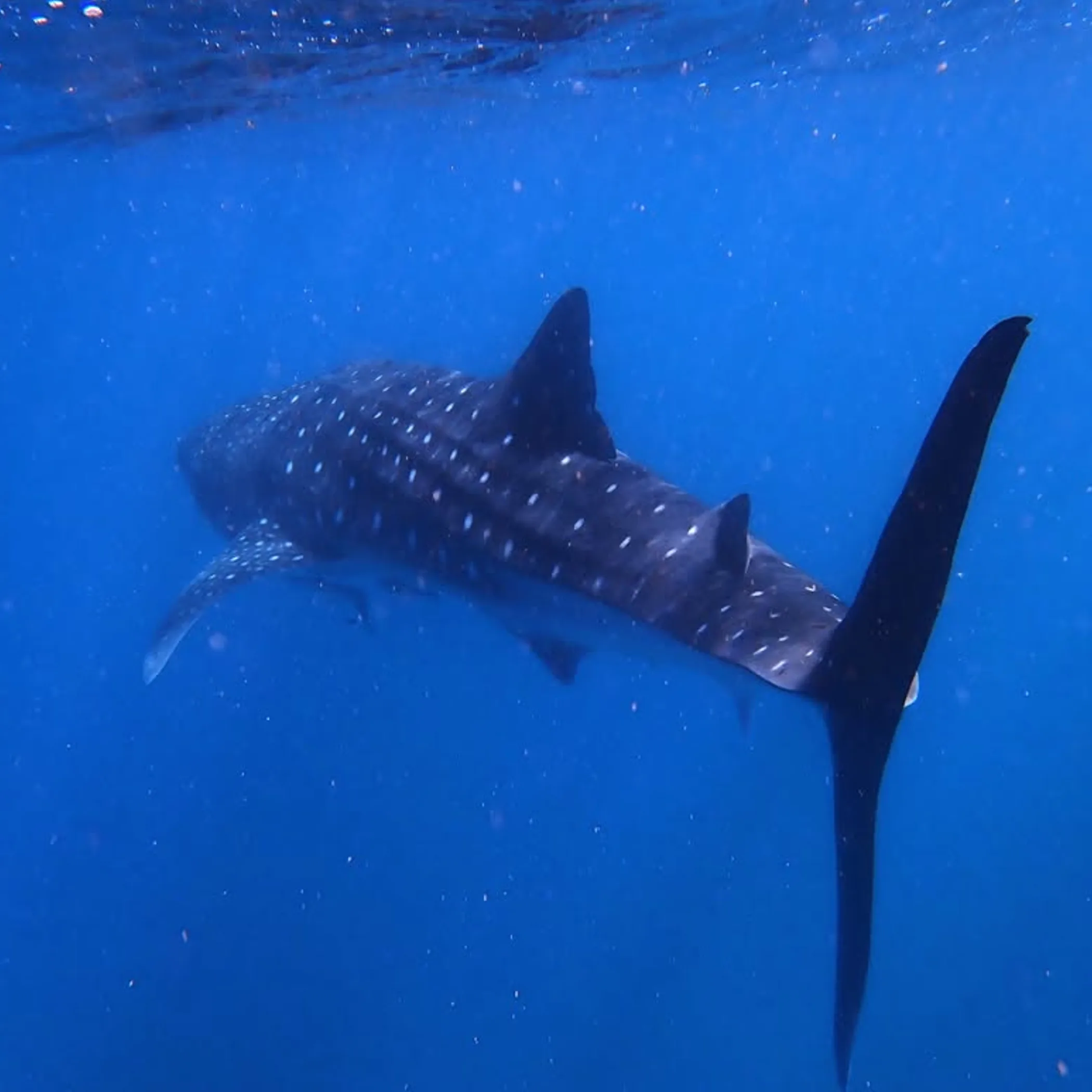 whale shark swimming at ningaloo reef
